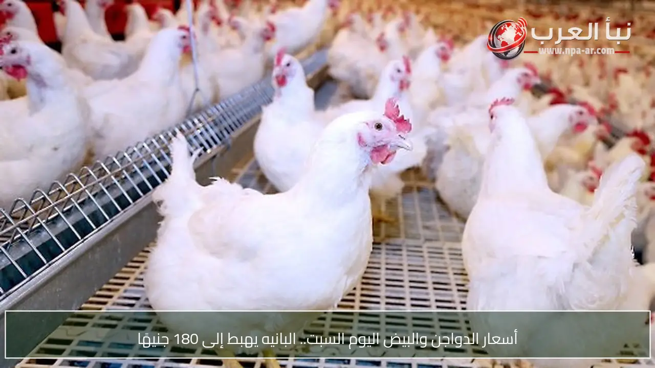 أسعار الدواجن والبيض اليوم السبت.. البانيه يهبط إلى 180 جنيهًا