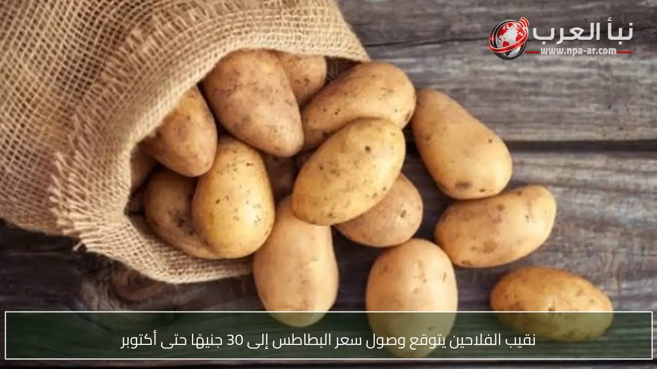 نقيب الفلاحين يتوقع وصول سعر البطاطس إلى 30 جنيهًا حتى أكتوبر