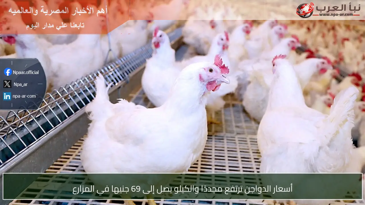 أسعار الدواجن ترتفع مجددًا والكيلو يصل إلى 69 جنيها في المزارع