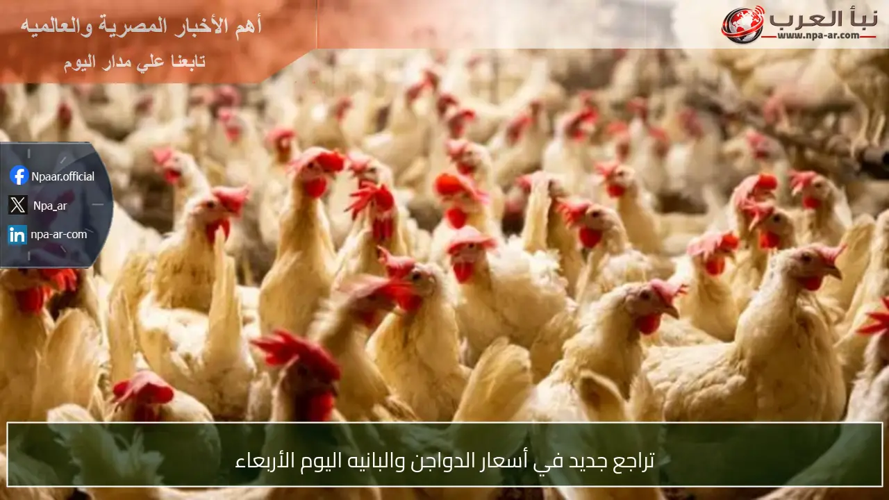 تراجع جديد في أسعار الدواجن والبانيه اليوم الأربعاء