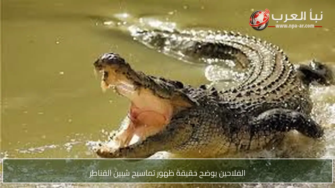الفلاحين يوضح حقيقة ظهور تماسيح شبين القناطر