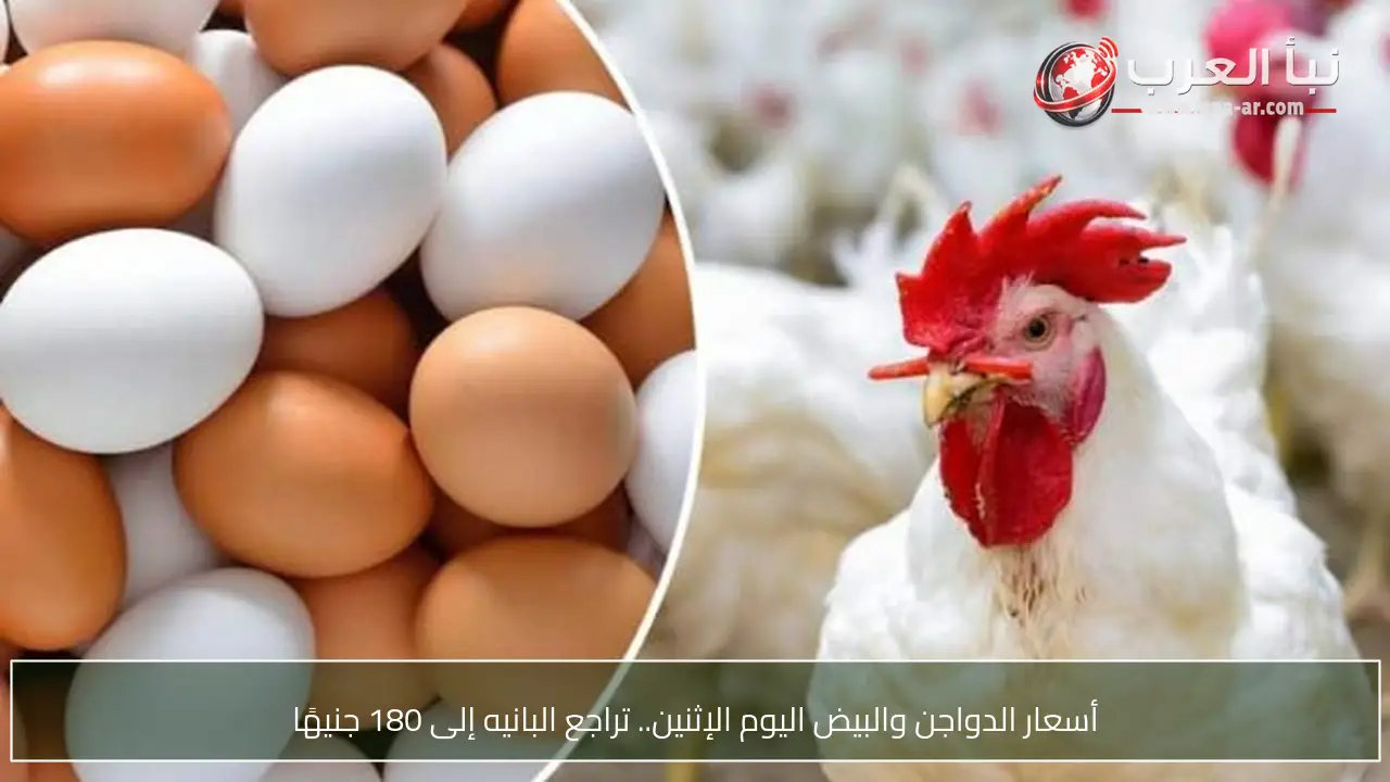 أسعار الدواجن والبيض اليوم الإثنين.. تراجع البانيه إلى 180 جنيهًا