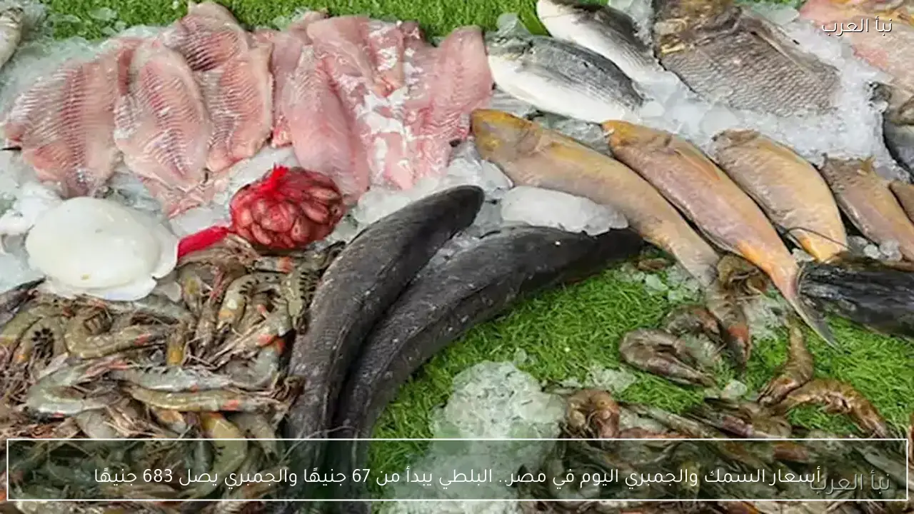 أسعار السمك والجمبري اليوم في مصر.. البلطي يبدأ من 67 جنيهًا والجمبري يصل 683 جنيهًا