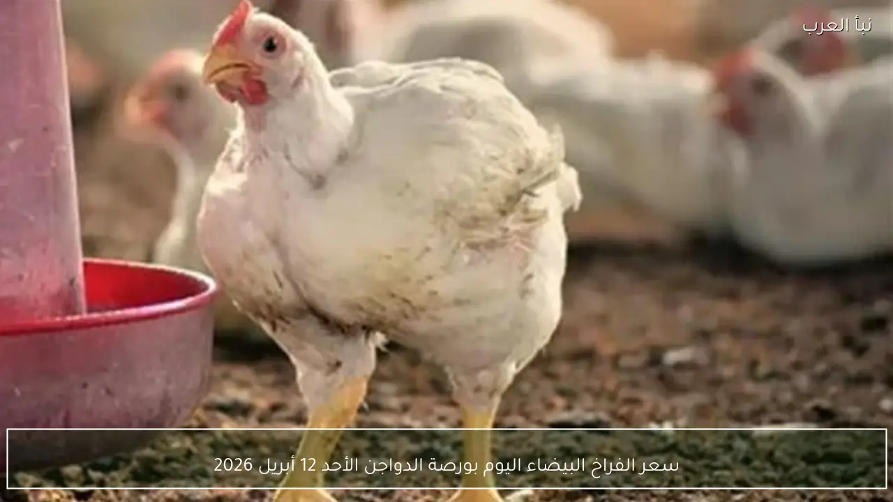 سعر الفراخ البيضاء اليوم بورصة الدواجن الأحد 12 أبريل 2026 بالمزارع والمحلات